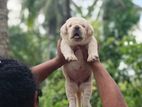 Labrador Puppy