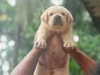 Labrador Puppies