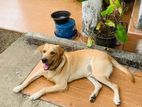 Labrador