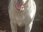 Labrador Dog