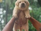 LABRADOR