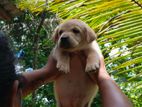 Labrador