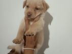 Labrador Puppy