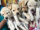 labrador