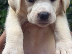 Labrador Dog