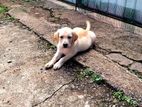 labrador
