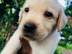 Labrador Puppy