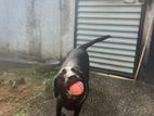 Labrador Dog