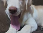 Labrador Puppies