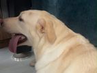 Labrador