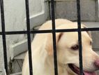 Labrador