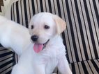 Labrador Puppies