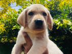 Labrador Puppy