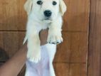 Labrador Puppies