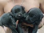Labrador Puppies