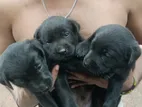 Labrador Puppies