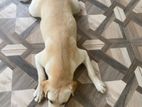 Labrador Dog