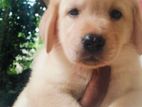 labrador