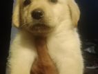 Labrador Puppies