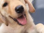 Labrador Puppies