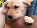 labrador