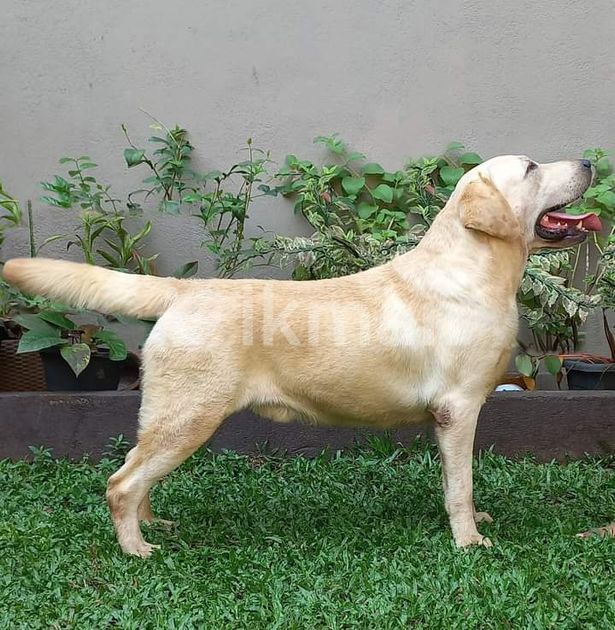 Labrador Puppy for Sale in Kelaniya ikman