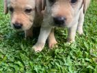 Labrador Puppies