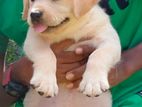 Labrador Puppies