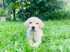 Labrador Puppy