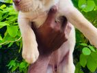 Labrador Puppies