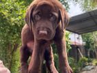 Labrador Puppy