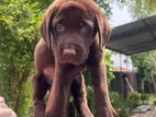 Labrador Puppy