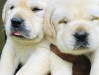 Labrador Puppies