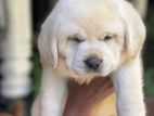 Labrador Puppies