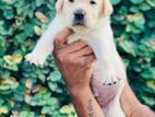 Labrador Puppies