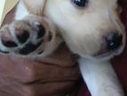 Labrador Puppies