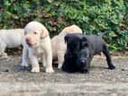 Labrador Puppies