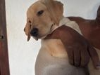 Labrador Puppies