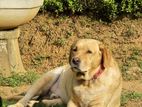 Labrador Dog for Kind Home