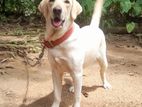 Labrador Dog