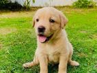 Labrador Puppies