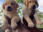 Labrador