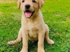 Labrador Puppies