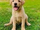 Labrador Puppies