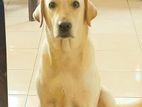 Labrador Puppy