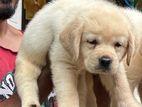 Labrador Puppy