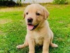 Labrador Puppies