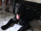 Labrador Dog