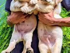 Labrador