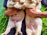 Labrador